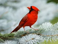 Birds Puzzle image