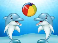 image bg Dolphin Show