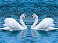 Swans Slide image